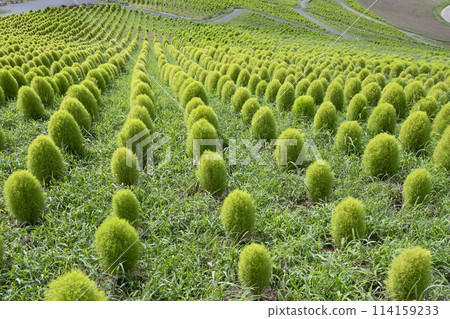 Fresh green kochia Fresh green kochia 114159233