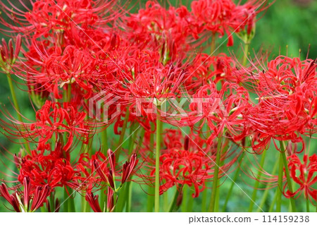 Mysterious flowers that bloom around the autumn equinox - Part 1 114159238