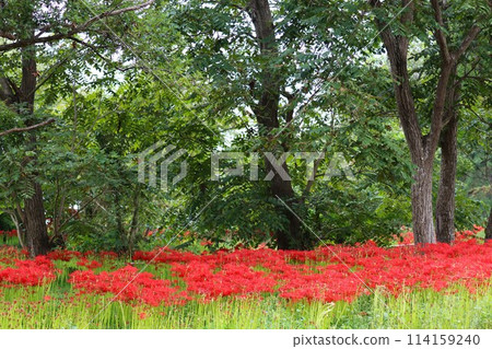 秋分前後盛開的神秘花朵 - 2 114159240