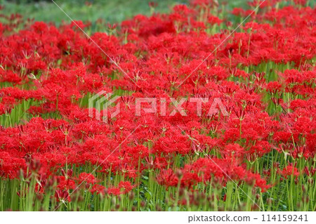 秋天春分前後綻放的神秘花朵。 114159241