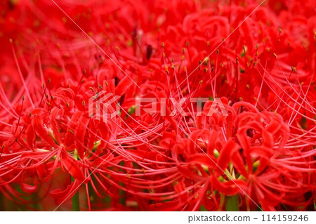 秋分前後綻放的六種神秘花朵 114159246