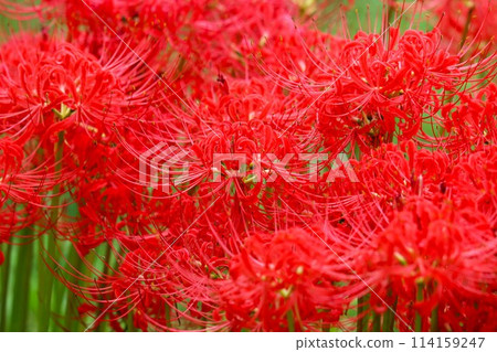 秋分前後綻放的七種神秘花朵 114159247