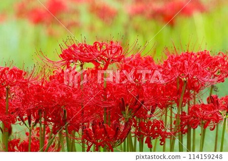 秋分前後綻放的八種神秘花朵 114159248