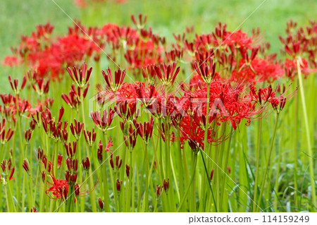 秋分前後綻放的神秘花朵 - 9 秋分前後綻放的神秘花朵 - 9 114159249