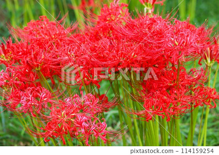 包裹著神秘氣氛的獨特花朵外觀 - 2 包裹著神秘氣氛的獨特花朵外觀 - 2 114159254