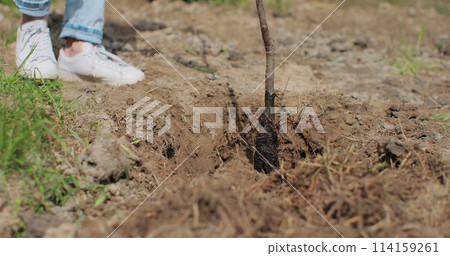 Close-up of unrecognizable woman planting a tree in the home garden. The female plants a young sapling tree. Close-up of young women hand. Gardener job. eco. Close-up of unrecognizable woman planting a tree in the home garden. The female plants a young sapling tree. Close-up of young women hand. Gardener job. eco. 114159261