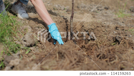 Close-up hand of female gardener is planting a young maple tree in the ground outdoors in the background of the house. Ecology concept. Close-up hand of female gardener is planting a young maple tree in the ground outdoors in the background of the house. Ecology concept. 114159263