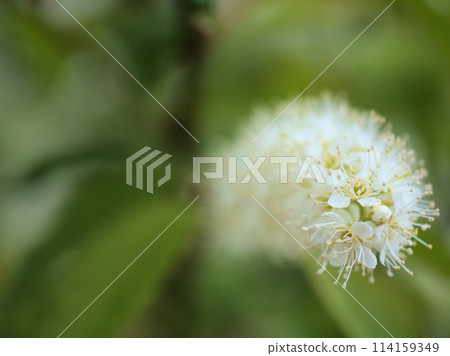 The pretty white Uwamizuzakura cherry blossoms blooming in April The pretty white Uwamizuzakura cherry blossoms blooming in April 114159349