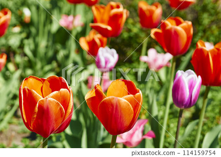 Gardening,landscaping. Blooming pink red tender tulips.green meadow Gardening,landscaping. Blooming pink red tender tulips.green meadow 114159754