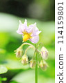 Potato flowers 114159801