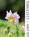 Potato flowers 114159802