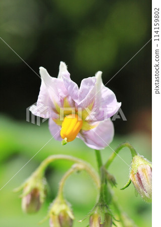 馬鈴薯花 馬鈴薯花 114159802