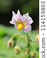 Potato flowers 114159803