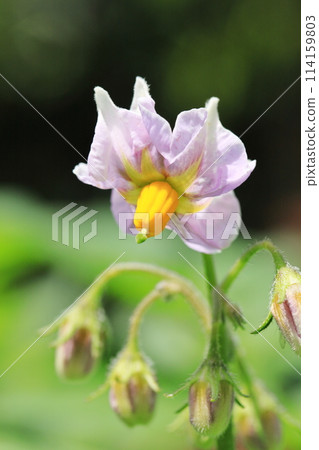馬鈴薯花 馬鈴薯花 114159803