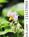 Potato flowers 114159804