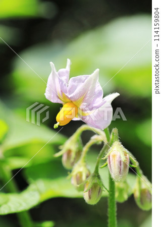 Potato flowers Potato flowers 114159804