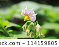 Potato flowers 114159805