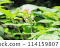 Potato flowers 114159807