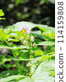 Potato flowers 114159808