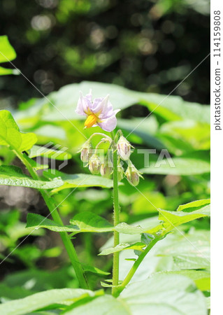 馬鈴薯花 114159808