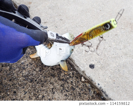 用釣魚鉗取出魚餌 114159812