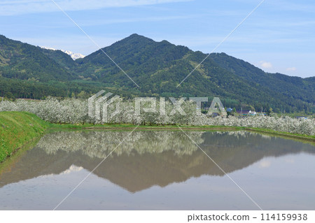 May in Azumino When the apple blossoms bloom May in Azumino When the apple blossoms bloom 114159938