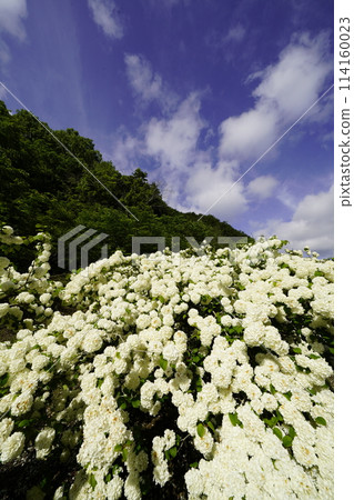 White hydrangea flowers and blue sky White hydrangea flowers and blue sky 114160023