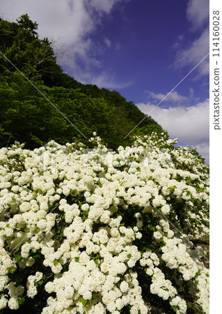 白色繡球花與藍天 白色繡球花與藍天 114160028
