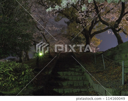靜岡縣駿城公園,四月的夜晚櫻花盛開 靜岡縣駿城公園,四月的夜晚櫻花盛開 114160049