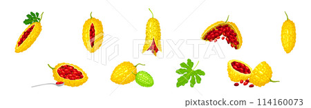 Momordica Charantia or Bitter Melon as Tropical Edible Fruit Vector Set 114160073