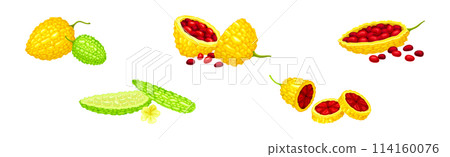 Momordica Charantia or Bitter Melon as Tropical Edible Fruit Vector Set 114160076