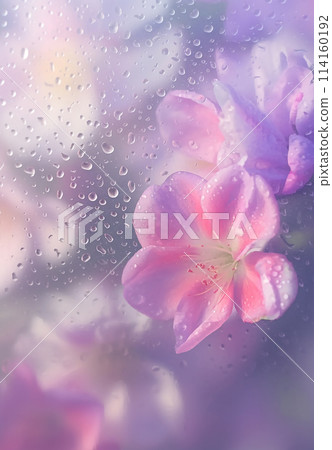 A flowers with raindrops on it A flowers with raindrops on it 114160192