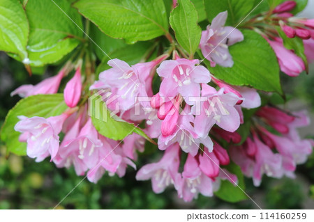 雨後粉紅色的花朵 114160259