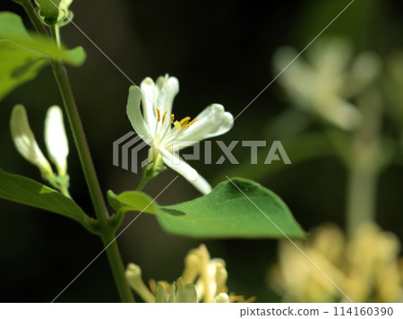 The flowers of the goldenrod tree blooming in April 114160390
