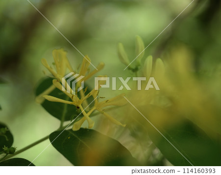 The flowers of the goldenrod tree blooming in April The flowers of the goldenrod tree blooming in April 114160393