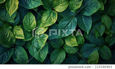 background, green, leaf 114160463