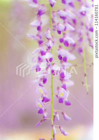 Wisteria flower image Wisteria flower image 114160781