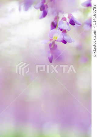 紫藤花圖片 114160788