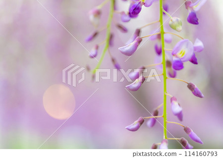 Wisteria flower image 114160793