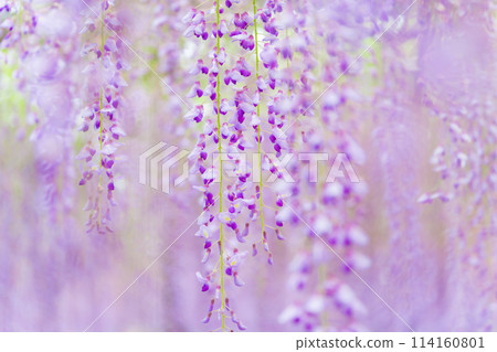 Wisteria flower image Wisteria flower image 114160801