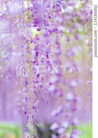 Wisteria flower image Wisteria flower image 114160802