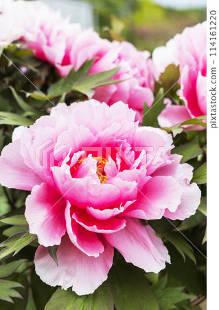 金社水神社的牡丹園和紫藤花 金社水神社的牡丹園和紫藤花 114161220