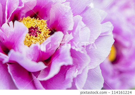 Peony garden and wisteria at Kanahebisui Shrine Peony garden and wisteria at Kanahebisui Shrine 114161224