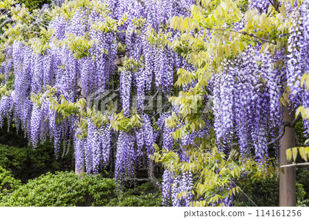 金社水神社的牡丹園和紫藤花 114161256
