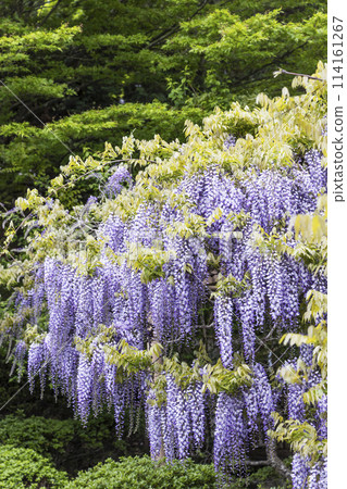 Peony garden and wisteria at Kanahebisui Shrine Peony garden and wisteria at Kanahebisui Shrine 114161267