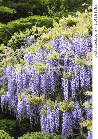 Peony garden and wisteria at Kanahebisui Shrine Peony garden and wisteria at Kanahebisui Shrine 114161268