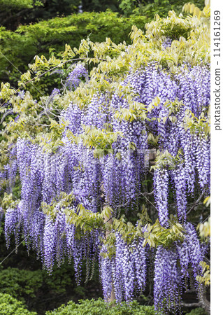 Peony garden and wisteria at Kanahebisui Shrine 114161269