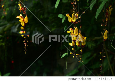 Yellow flower 114161297