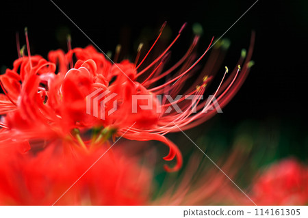 Cluster amaryllis Cluster amaryllis 114161305