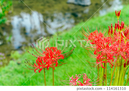 群集孤挺花 群集孤挺花 114161310